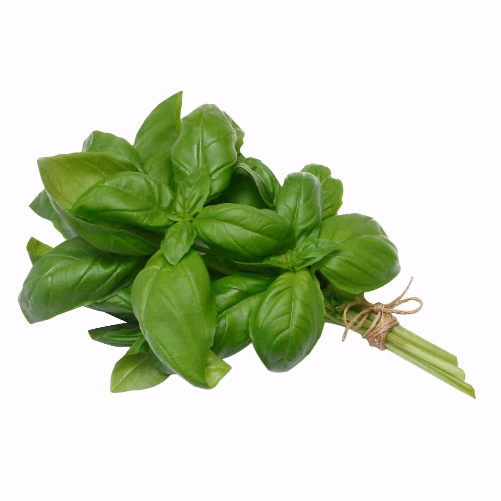 Basil