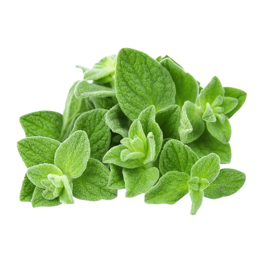 Oregano