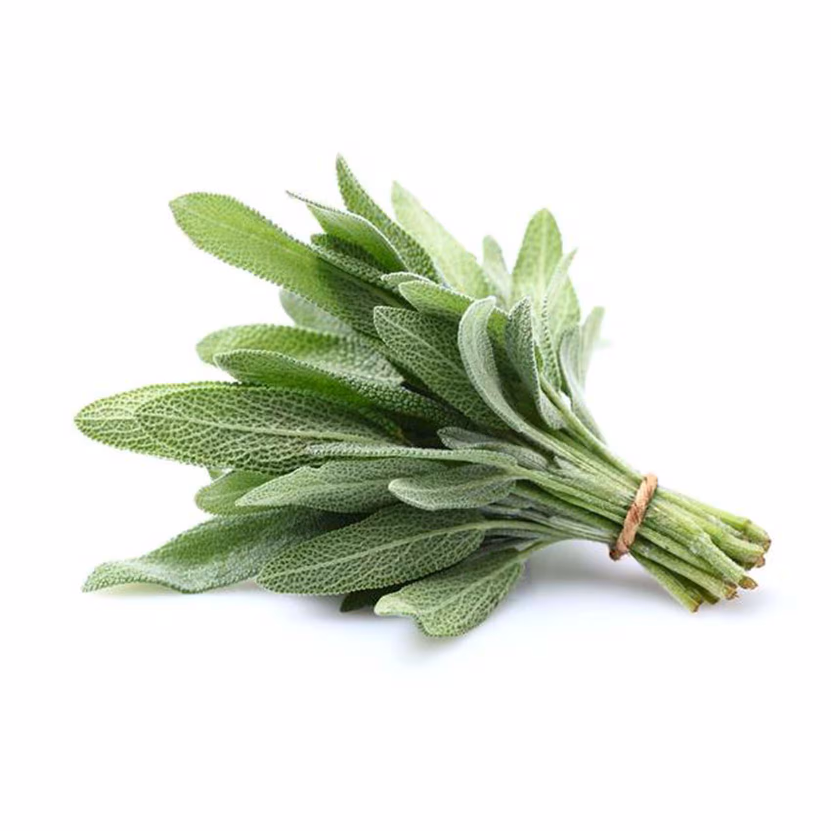 Sage