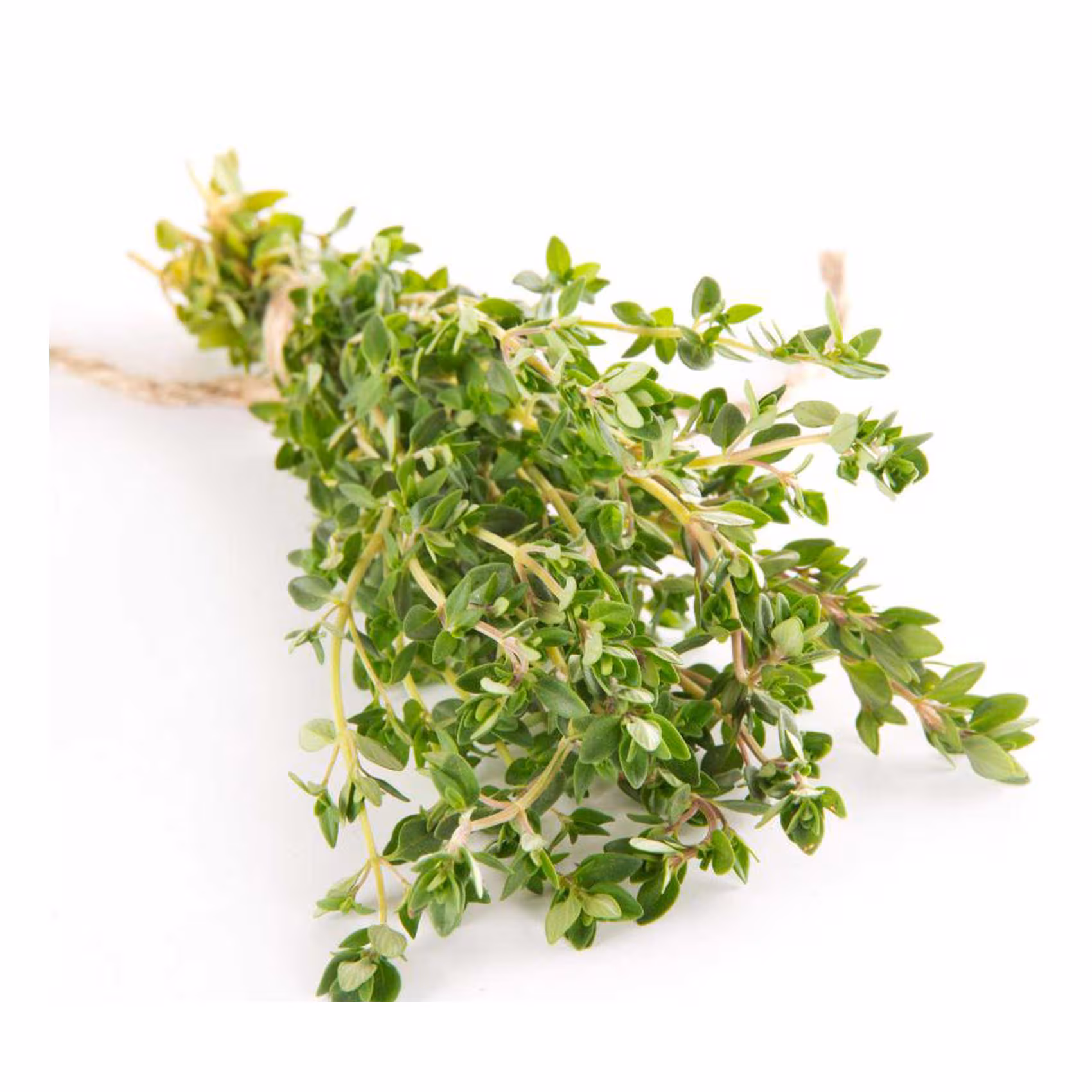 Thyme